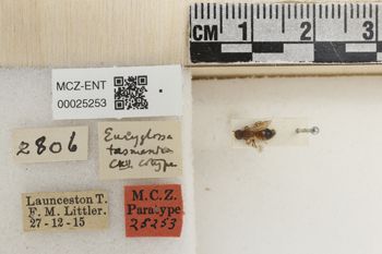 Media type: image;   Entomology 25253 Aspect: labels